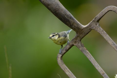 sininen tiainen parus caeruleus, nuori, kyydissä puutarhahaarukalla co durham heinäkuu