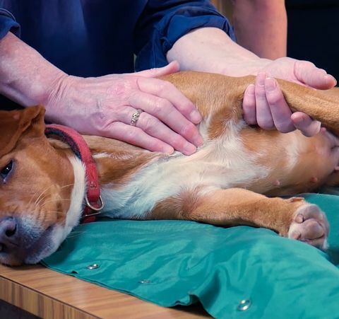 koiran hierontaterapia
