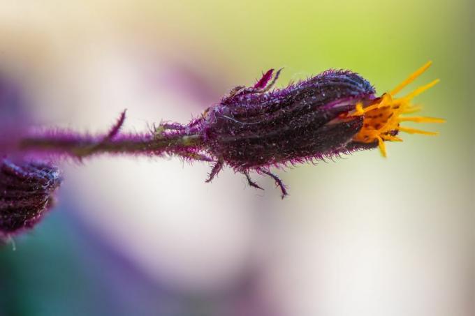 violetti passion kasvi