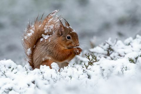 orava talvi pentue