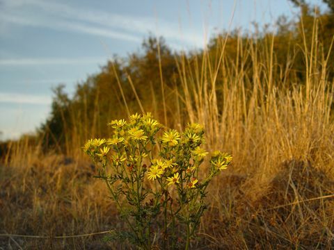 ragwort