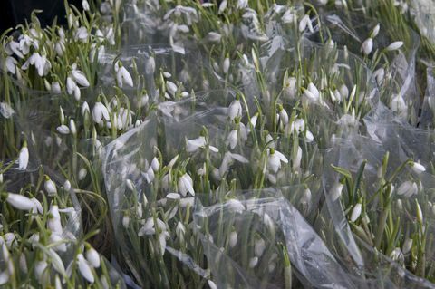 Galanthus (lumikello) pussit valmiina myytäväksi