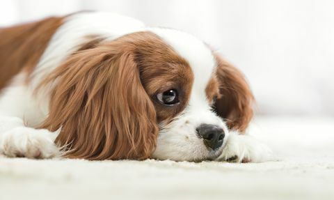 Cavalier King Charles -spanieli