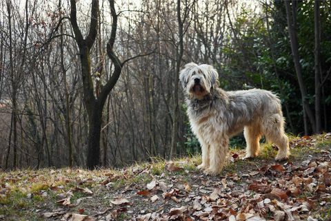 Bergamascon lammaskoira valppaassa asennossa