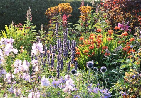 Dunvorist-mökki, Angus, nurmikasvien monivuotiset kasvit - Skotlannin puutarhaohjelma