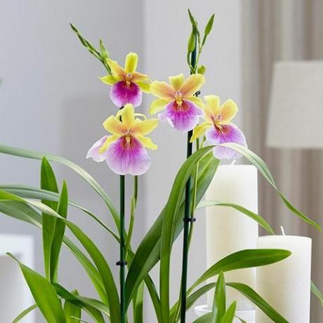 Miltonia 'Sunset'pansy orkidea