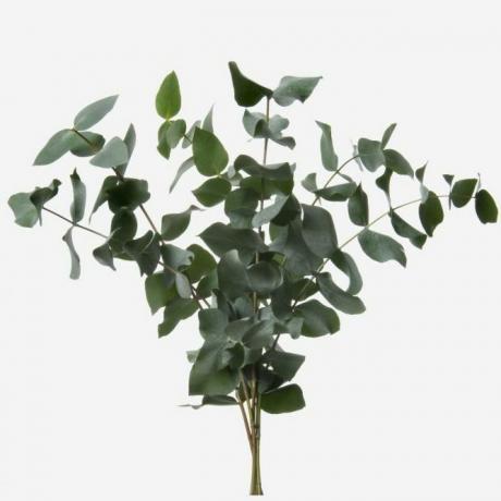 Vihreä Cinerea Eucalyptus -lehtiö
