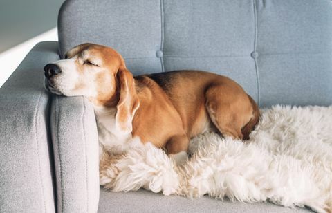 beagle nukkuu mukavalla sohvalla