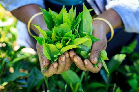 Sri Lankan loma-asunto