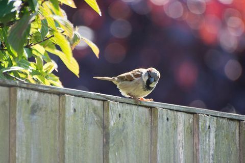 Sparrow puutarha-aidalla