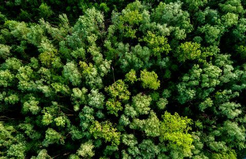 Ilmakuva vehreästä metsästä tai metsästä