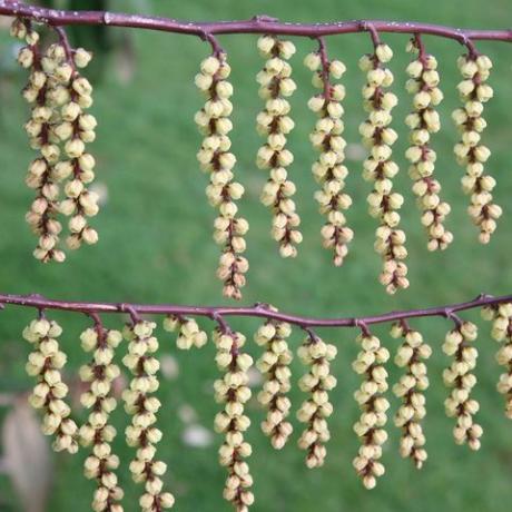 kevätkukat – varhaiset stachyurus