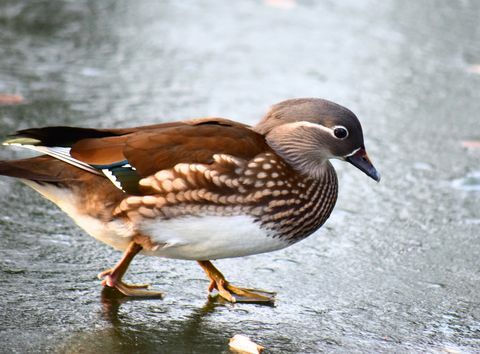 mandariini jäätyneellä lammikolla