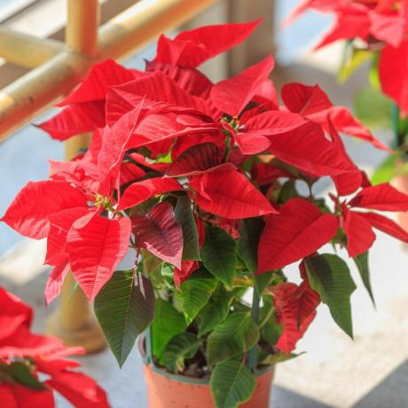 Joulutähti (Common Poinsettia; joulukukka)