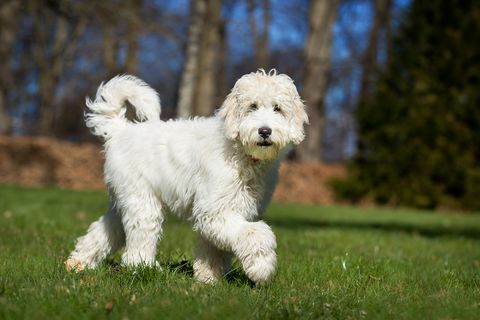 Labradoodle-koira ulkona luonnossa