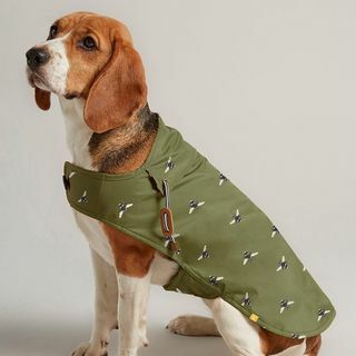 Oliivinvihreä vahattu koiran takki