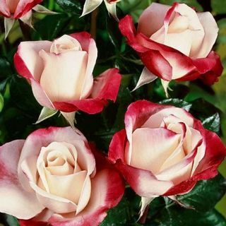 Rose Nostalgie - Hybrid Tea Rose