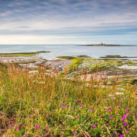 Coquet Island aivan rannikolla matalalla Hauxleylla Northumberlandissa on rspb-suojelualue