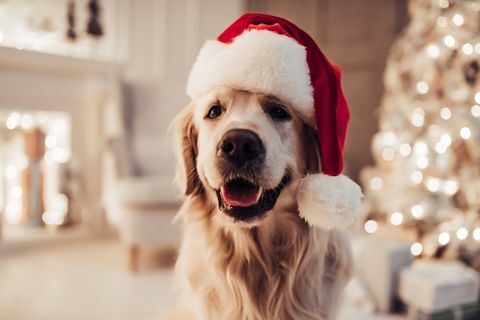Iloinen koira labrador istuu joulupukin hatussa.