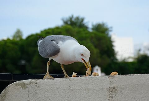 Lokki syö leipää, Albufeira, Portugali.