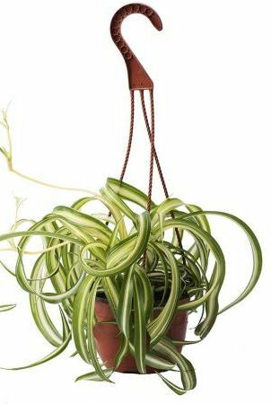 Curly Spider Plant, 8 tuuman kori