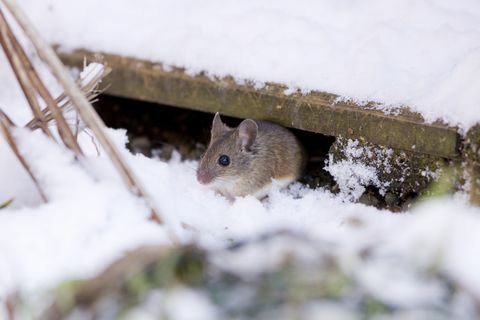 Puuhiiri (Apodemus sylvaticus)