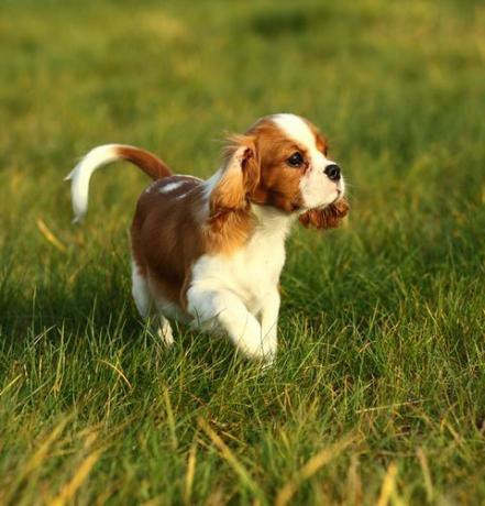 cavalier king charlesspanieli