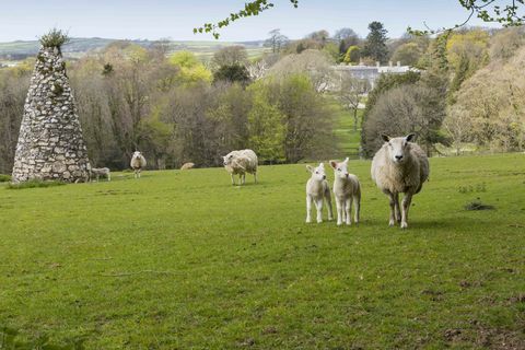 lampaat ja karitsat Arlington Court Devonissa - National Trust Chris Lacey