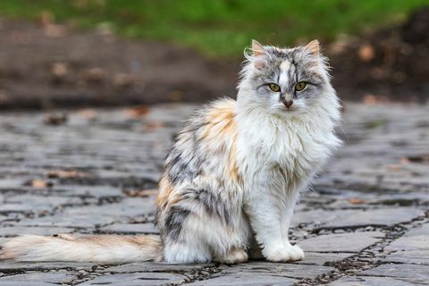 söpö kolmivärinen kissa istuu radalla ja katsoo valokuvaajaa kotikissaa ulkona