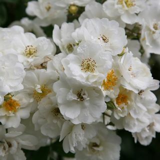 Rose Rambling Rector (rambler)