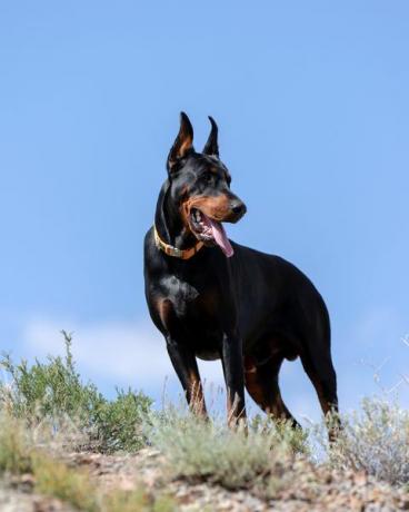 matala kulmakuva dobermanista seisomassa kukkulalla kirkasta taivasta vasten