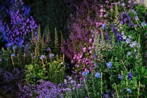 Chelsea Flower Show 2020: Päivämäärät, liput ja esikatselut puutarhaan
