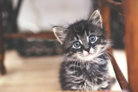 Pieni kissanpentu, jonka sisällä on harmaat raidat ja siniset silmät