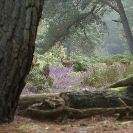 utelias seekahirvi brownsea-saarella lähellä poolia dorsetissa, etelä-englannissa