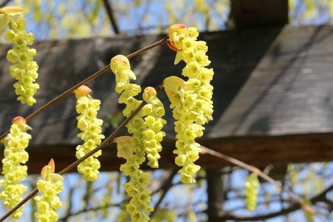 kiinalainen talvipähkinäkukkia rypäissä keväällä St Gallenissa, Sveitsissä sen tieteellinen nimi on corylopsis sinensis, kotoisin Kiinasta