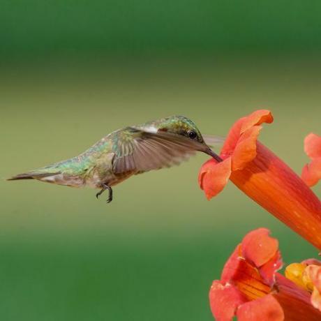 Rubiinikarainen kolibri ja trumpetikukka