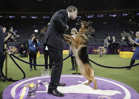 Huhu, saksalainen paimen, hyppää nuolla hoitajalleen ja omistajalleen Kent Boylesille kasvot voitettuaan Best in Show -sarjan.