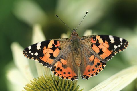 Maalattu lady perhonen Quarry Bank Mill, Cheshire