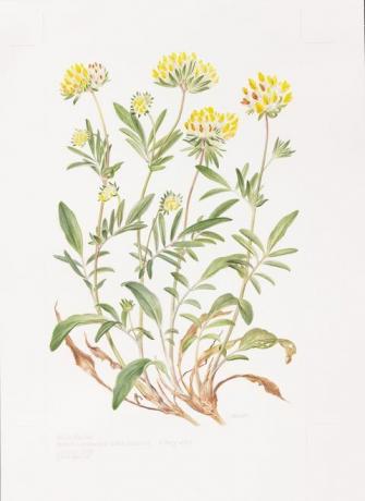 27 Anthyllis-haavoittuvuus Barlow - Transylvania Florelegium