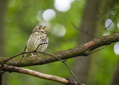 Laukaus (Turdus philomelos)