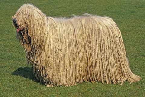 komondor koira, aikuinen seisoo nurmikolla