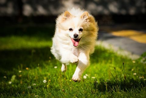 valkoinen pomeranian koira juoksee kentällä