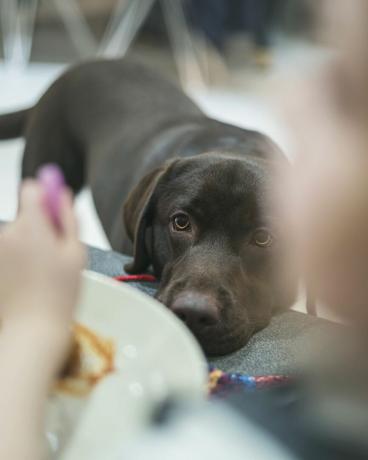 koira katselee lasten ruokaa