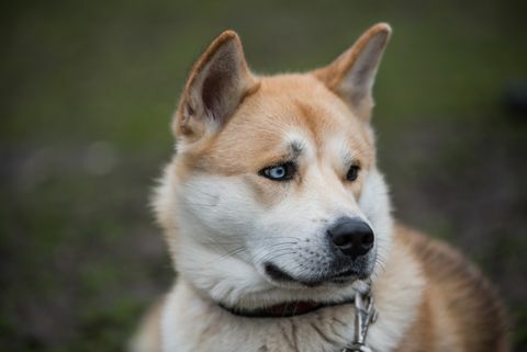 Lähikuva japanilaisen Akitan nuolemasta nenästä