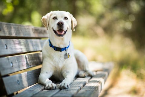 labradorinnoutajakoira hymyilee penkillä ulkona