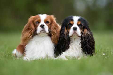 Kaksi Cavalier King Charles Spaniel -koiraa ulkona luonnossa