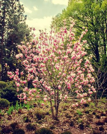 kukkivien magnolioiden kukkien tausta valikoiva keskittyminen