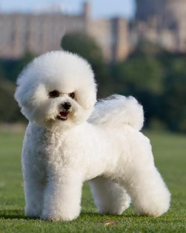 bichon frise