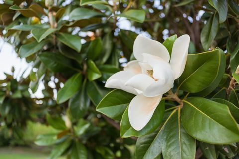 Valkoinen magnoliakukka, jonka ympäröivät vihreät lehdet