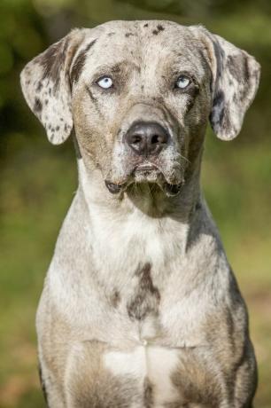 catahoula leopardikoira - parhaat vartiokoirat